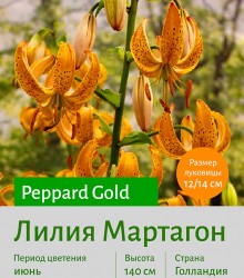 Лилия Мартагон Peppard Gold